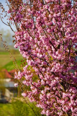 İlkbaharda bazı ağaçların güzel çiçekleri