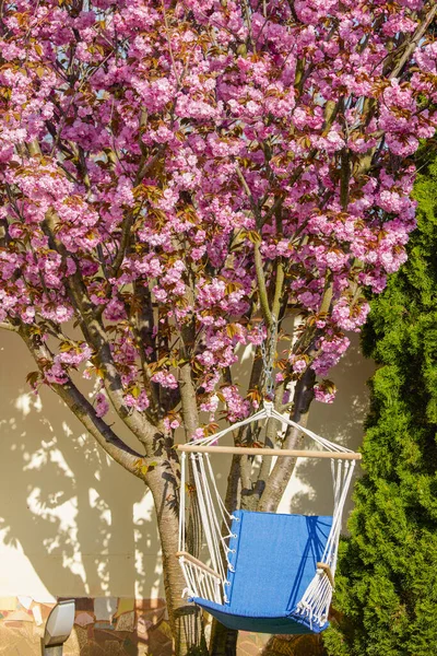 Mooie Bloeiende Bloemen Van Sommige Bomen Het Voorjaar — Stockfoto