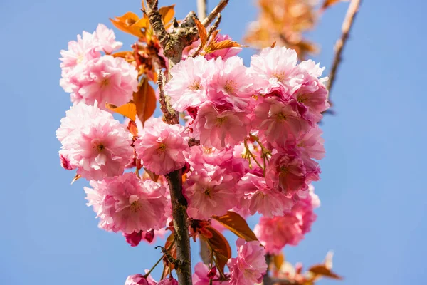 Lindas Flores Floridas Algumas Árvores Primavera — Fotografia de Stock