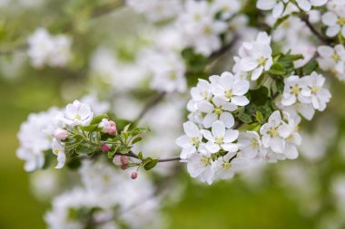 İlkbaharda bazı ağaçların güzel çiçekleri
