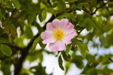 Doğal ortamda çiçek açan yabani bitki görüntüsü