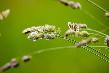 Doğal ortamda çiçek açan yabani bitki görüntüsü