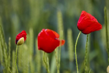 Haşhaş tarlası. Kırmızı gelincikler güneşli havada vahşi bir tarlada çiçek açarlar. Yeşil çimlerin arasında seçici odaklı güzel kırmızı gelincikler..