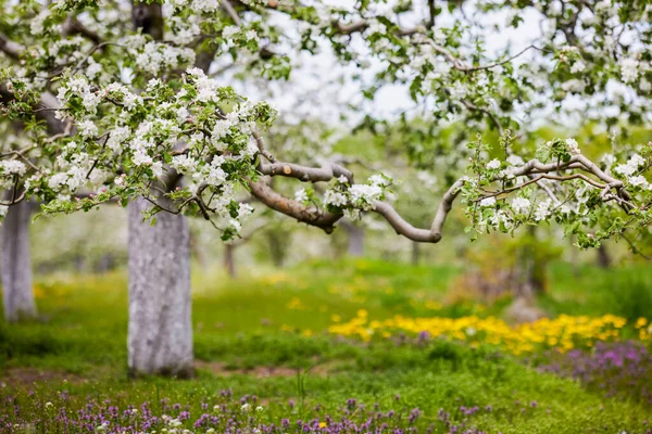 Piękne Kwitnące Kwiaty Niektórych Drzew Wiosną — Zdjęcie stockowe