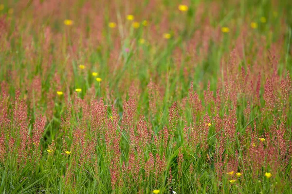 自然環境下での野生の開花植物のイメージ — ストック写真