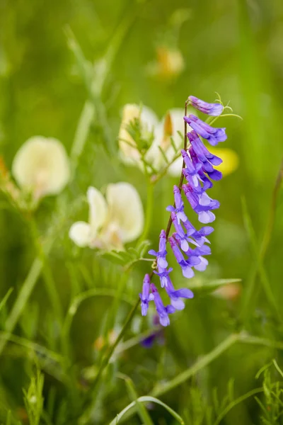 Bild Mit Wild Blühenden Pflanzen Natürlicher Umgebung — Stockfoto