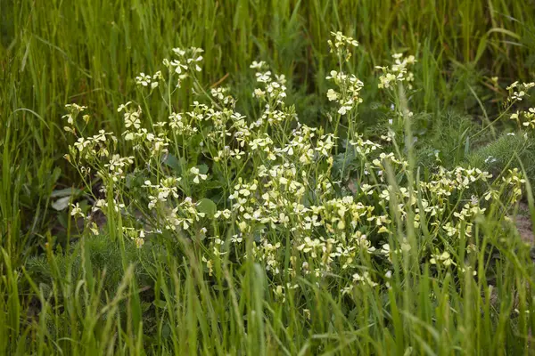 Imagen Con Planta Con Flores Silvestres Ambiente Natural — Foto de Stock