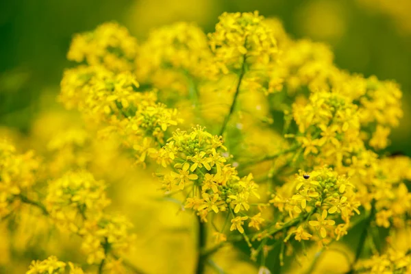 Imagem Com Planta Floração Selvagem Ambiente Natural — Fotografia de Stock