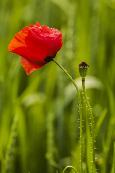 Field Poppies Red Poppies Bloom Wild Field Sunny Weather Beautiful — Stock Photo, Image