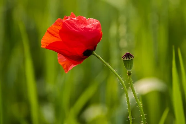 Field Poppies Red Poppies Bloom Wild Field Sunny Weather Beautiful — Stock Photo, Image