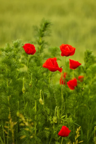 Field Poppies Red Poppies Bloom Wild Field Sunny Weather Beautiful — Stock Photo, Image