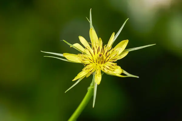 Image Wild Flowering Plant Natural Environment — Stock Photo, Image