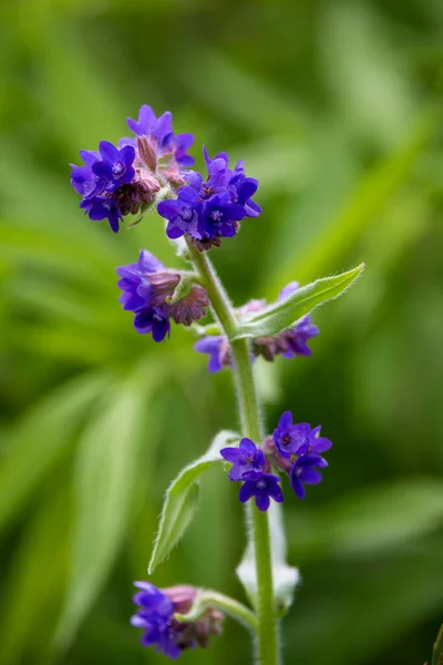 Image Avec Plante Fleurs Sauvages Dans Environnement Naturel — Photo