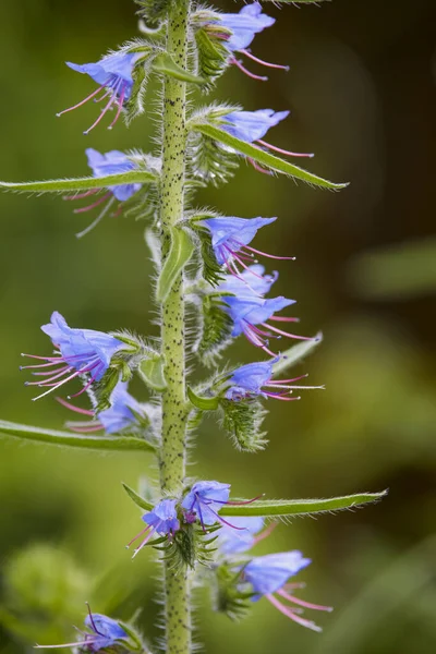 Image Avec Plante Fleurs Sauvages Dans Environnement Naturel — Photo