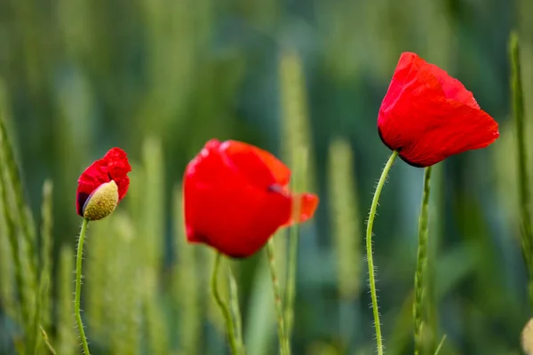Field Poppies Red Poppies Bloom Wild Field Sunny Weather Beautiful — Stock Photo, Image