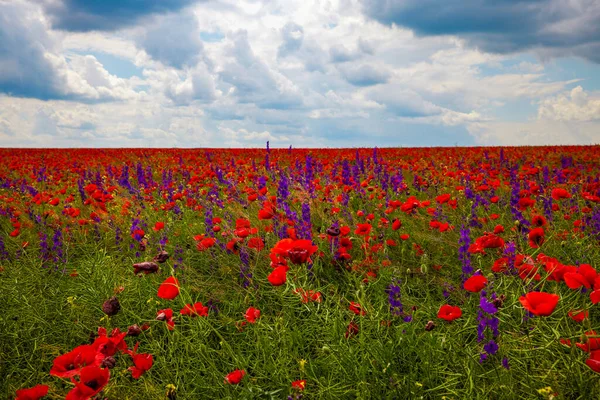 Field Poppies Red Poppies Bloom Wild Field Sunny Weather Beautiful — Stock Photo, Image