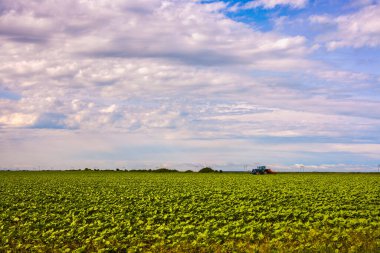 Ayçiçekli genç ekin tarlası