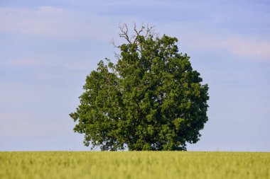 Yaz günü büyük yeşil bir meşe ağacı olan manzara