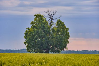 Yaz günü büyük yeşil bir meşe ağacı olan manzara
