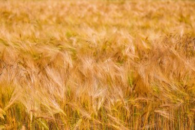 Olgunlaşan buğday tarlası ve güneş ışığının arka planı. Ekin tarlası. Seçici odaklanma. Alan manzarası.