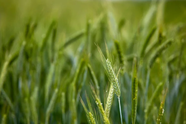 Тло Дозрівання Вух Пшеничного Поля Сонячного Світла Поле Сільськогосподарських Культур — стокове фото