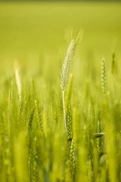 Hintergrund Der Reifenden Ähren Von Weizenfeld Und Sonnenlicht Getreidefeld Selektiver — Stockfoto