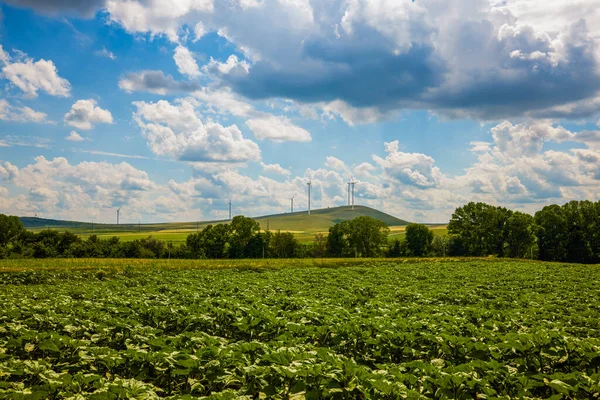 Young Crop Agricultural Field Sunflower — Stock Photo, Image