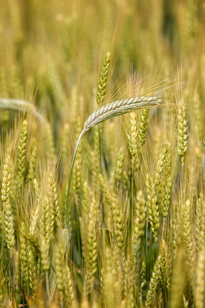 Hintergrund Der Reifenden Ähren Von Weizenfeld Und Sonnenlicht Getreidefeld Selektiver — Stockfoto