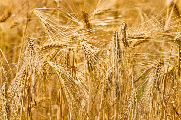 Fundo Amadurecimento Orelhas Campo Trigo Luz Solar Campo Cultivo Foco — Fotografia de Stock