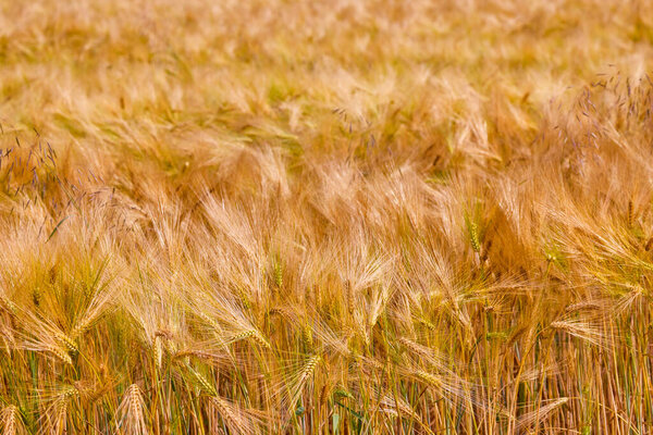 Background of ripening ears of wheat field and sunlight. Crops field. Selective focus. Field landscape.