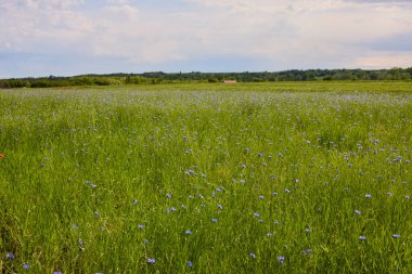 İlkbaharda çiçek tarlası olan kırsal alan