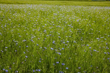 İlkbaharda çiçek tarlası olan kırsal alan
