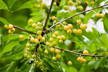 bulanık arkaplanda bir dalda yeşil kiraz