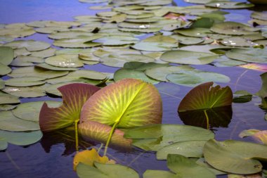 Tuna Deltası 'nda beyaz su zambaklarıyla güzel bir görüntü.