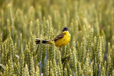 Kuş - Sarı Wagtail (Motacilla flava) erkek, bahar zamanı