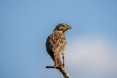 The Corn Bunting (Miliaria calandra) şarkı söylüyor