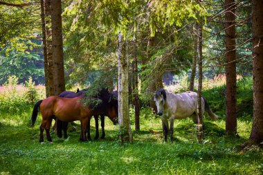Ormanda bir grup vahşi at sıcaktan saklanıyor.