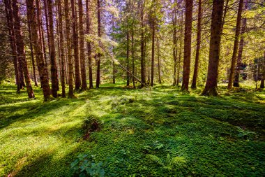 Bir sürü yeşil bitki örtüsü olan sık ormanlı bir arazi.