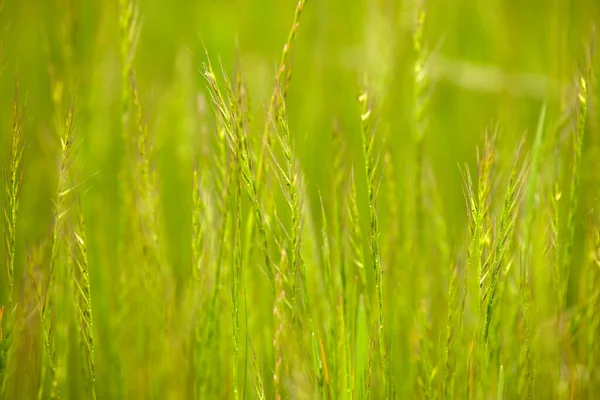 Landschap Met Wild Gras Wazig Achtergrond — Stockfoto