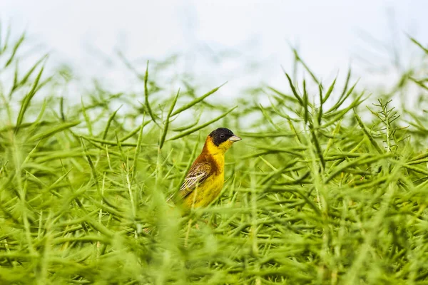 Fågel Gul Wagtail Motacilla Flava Hane Vår Tid — Stockfoto