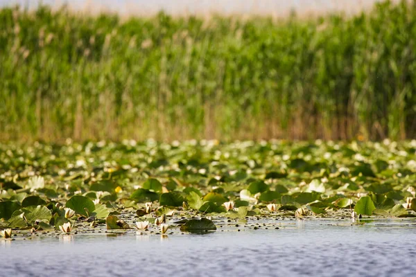 Hermosa Imagen Con Lirios Agua Blanca Delta Del Danubio —  Fotos de Stock