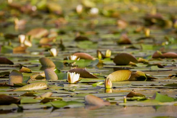 多瑙河三角洲白水花的美丽形象 — 图库照片