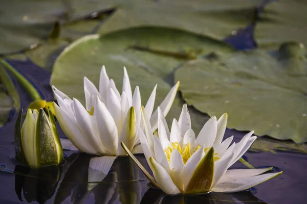 Schönes Bild Mit Weißen Seerosen Donaudelta — Stockfoto