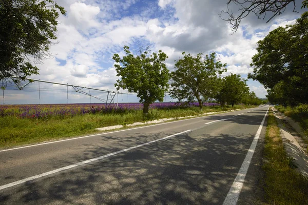 Asphalt Road Field Wild Flowers — Stock Photo, Image