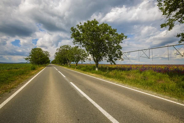 Asfaltweg Een Veld Met Wilde Bloemen — Stockfoto