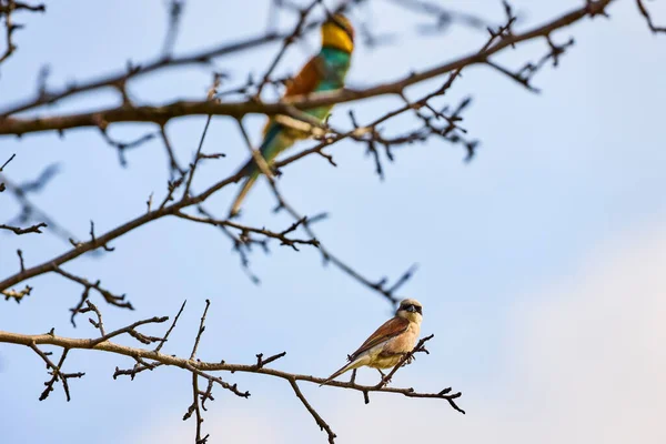 European Bee Eater Sitting Dry Branch — Stock Photo, Image