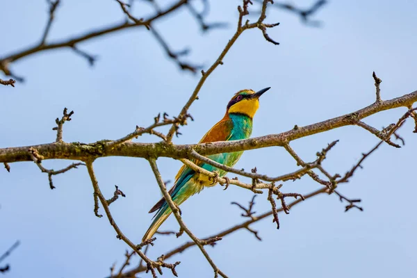 Evropský Pojídač Včel Sedící Suché Větvi — Stock fotografie