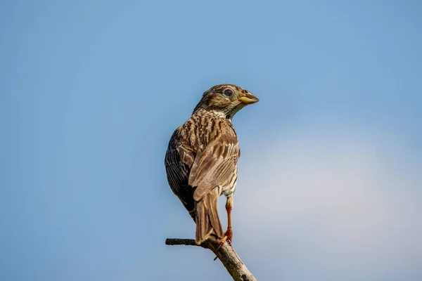 Corn Bunting Miliaria Calandra Che Canta — Foto Stock