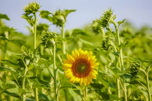 Kvetoucí Slunečnice Izolované Mimo Jiné Stále Zelené — Stock fotografie