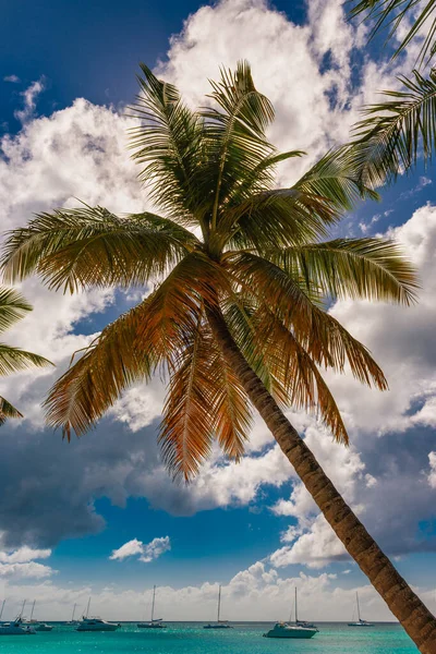 Deniz Kıyısında Palmiye Ağacı Olan Egzotik Bir Manzara — Stok fotoğraf